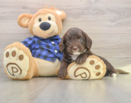 5 week old Mini Labradoodle Puppy For Sale - Florida Fur Babies