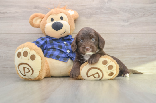 Mini Labradoodle Puppy for Adoption