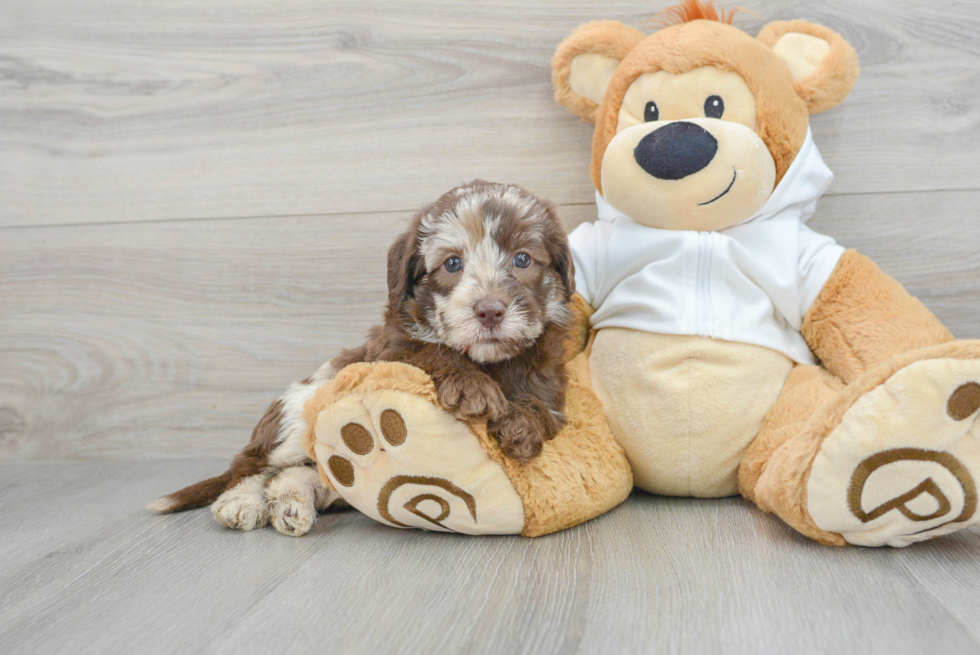 Mini Labradoodle Puppy for Adoption