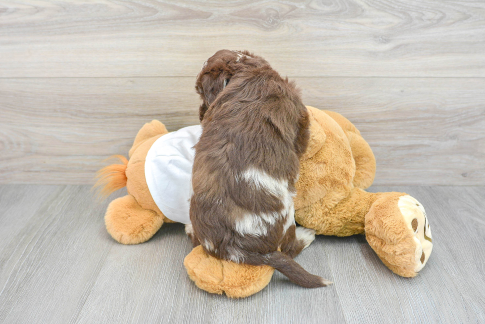Cute Mini Labradoodle Baby
