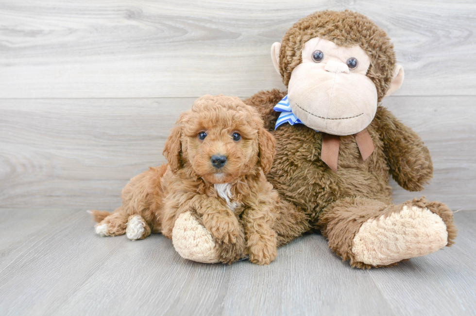7 week old Mini Labradoodle Puppy For Sale - Florida Fur Babies