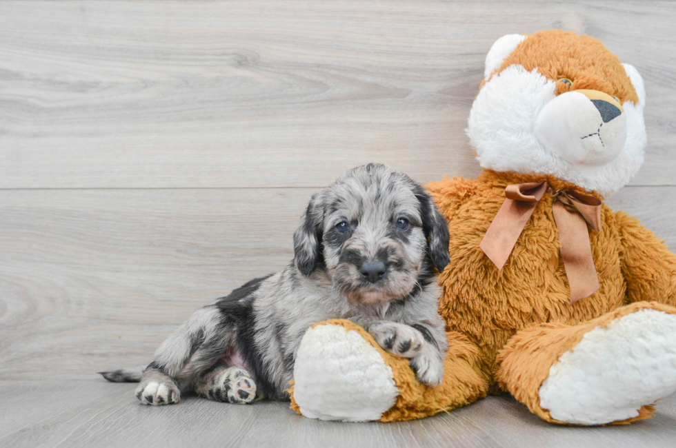 6 week old Mini Labradoodle Puppy For Sale - Florida Fur Babies