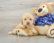 7 week old Mini Labradoodle Puppy For Sale - Florida Fur Babies