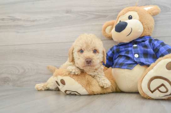 Small Mini Labradoodle Baby