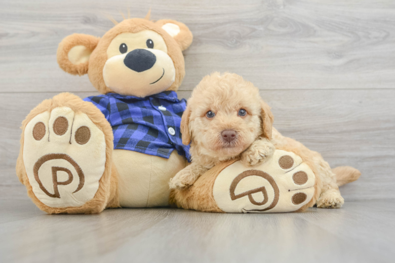 Meet Sublime - our Mini Labradoodle Puppy Photo 3/3 - Florida Fur Babies
