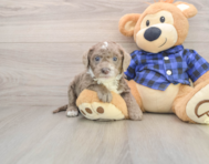 7 week old Mini Labradoodle Puppy For Sale - Florida Fur Babies