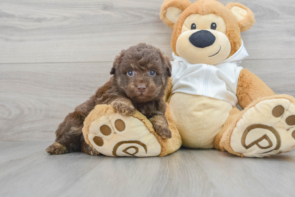 Funny Mini Labradoodle Poodle Mix Pup