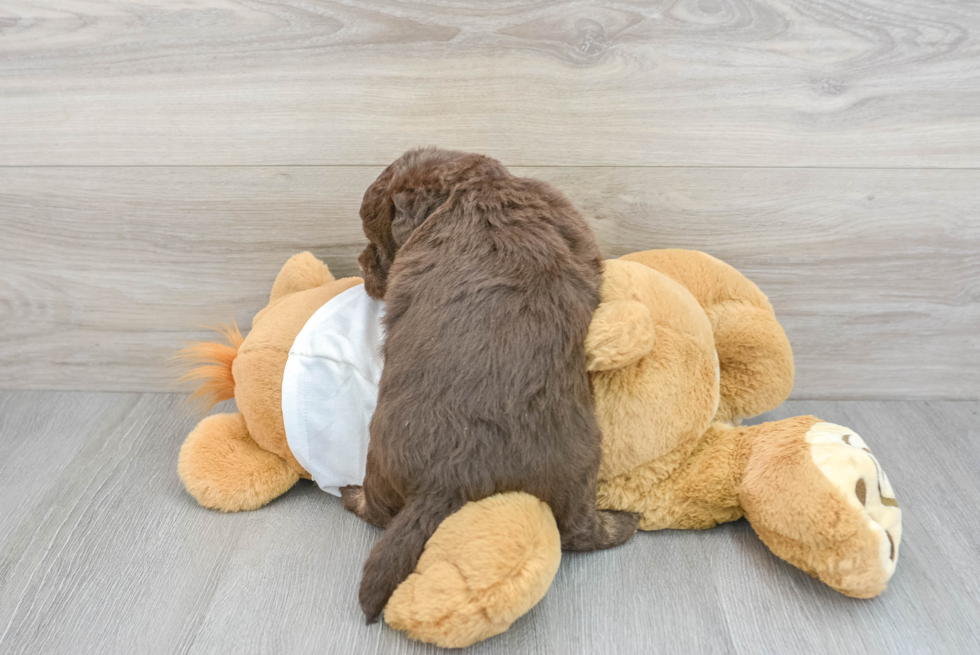 Hypoallergenic Labrador Poodle Mix Puppy