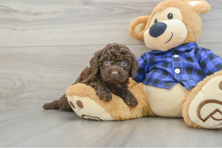 Mini Labradoodle Puppy for Adoption