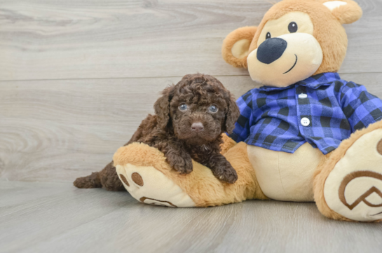 Mini Labradoodle Puppy for Adoption