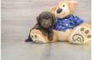 Mini Labradoodle Puppy for Adoption