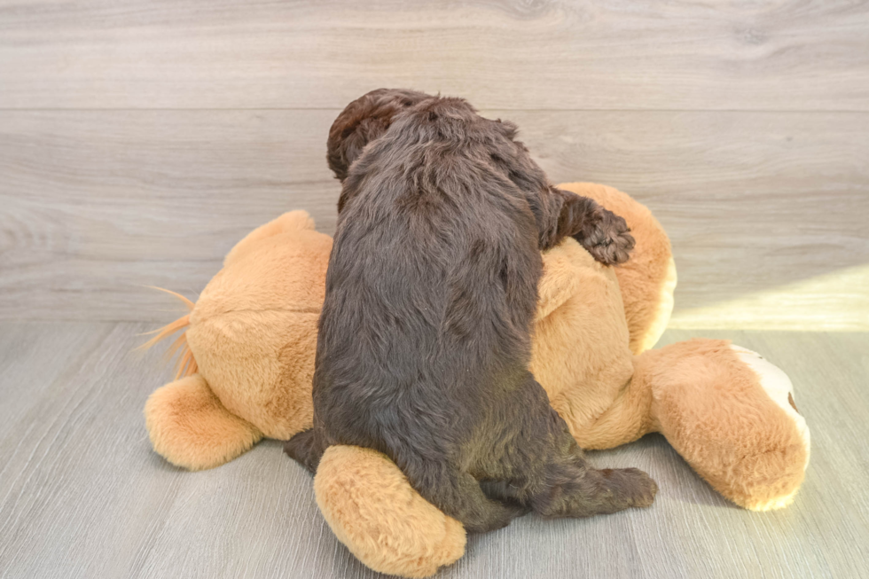 Mini Labradoodle Puppy for Adoption