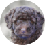 Mini Labradoodle Puppies For Sale - Florida Fur Babies