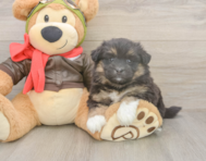 5 week old Mini Pomskydoodle Puppy For Sale - Florida Fur Babies