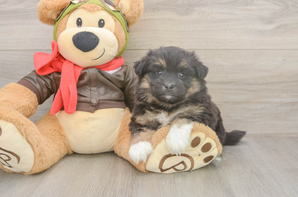 5 week old Mini Pomskydoodle Puppy For Sale - Florida Fur Babies