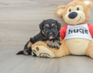 5 week old Mini Pomskydoodle Puppy For Sale - Florida Fur Babies