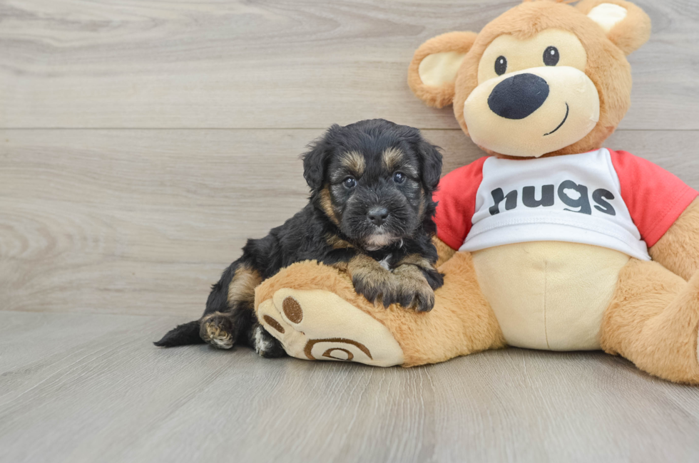 5 week old Mini Pomskydoodle Puppy For Sale - Florida Fur Babies