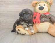 5 week old Mini Pomskydoodle Puppy For Sale - Florida Fur Babies