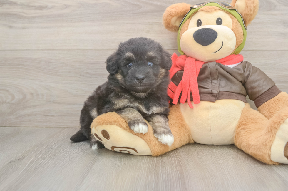 5 week old Mini Pomskydoodle Puppy For Sale - Florida Fur Babies