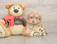 5 week old Mini Pomskydoodle Puppy For Sale - Florida Fur Babies
