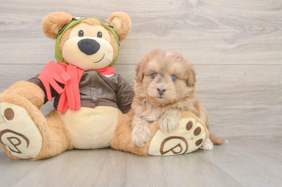 5 week old Mini Pomskydoodle Puppy For Sale - Florida Fur Babies