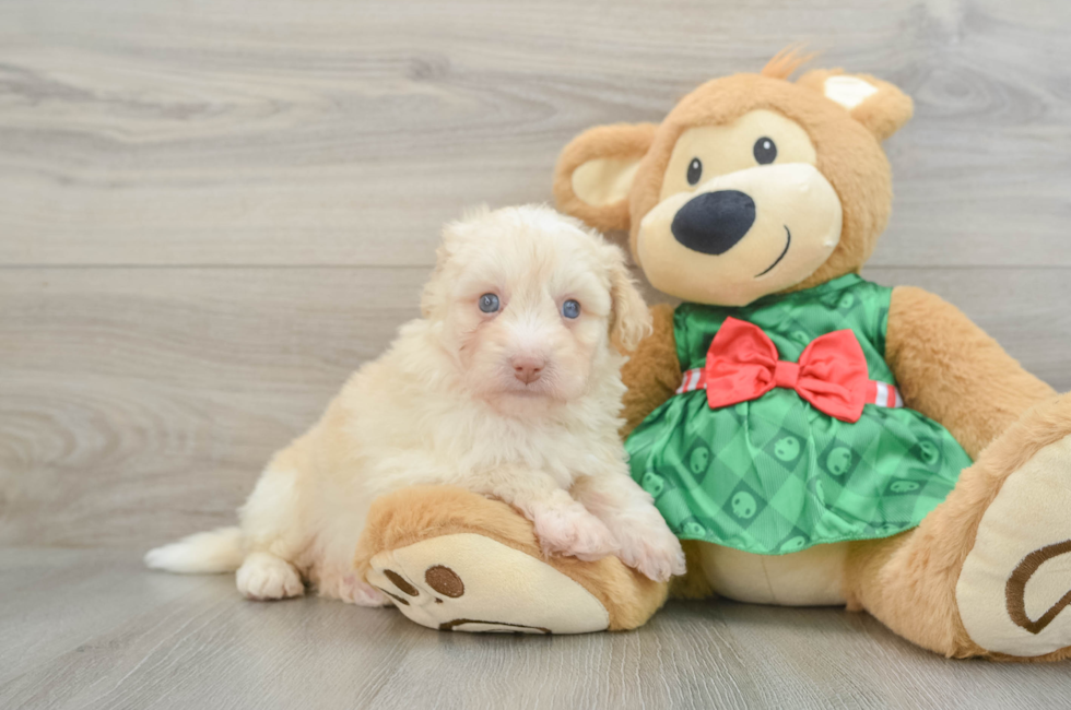 5 week old Mini Pomskydoodle Puppy For Sale - Florida Fur Babies