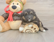 5 week old Mini Pomskydoodle Puppy For Sale - Florida Fur Babies