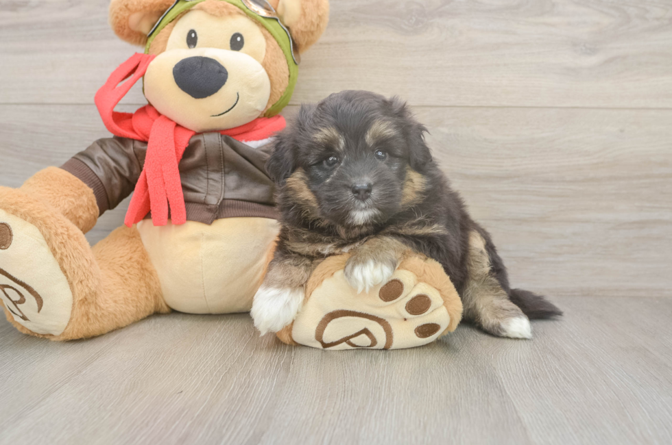 5 week old Mini Pomskydoodle Puppy For Sale - Florida Fur Babies