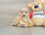 5 week old Mini Pomskydoodle Puppy For Sale - Florida Fur Babies