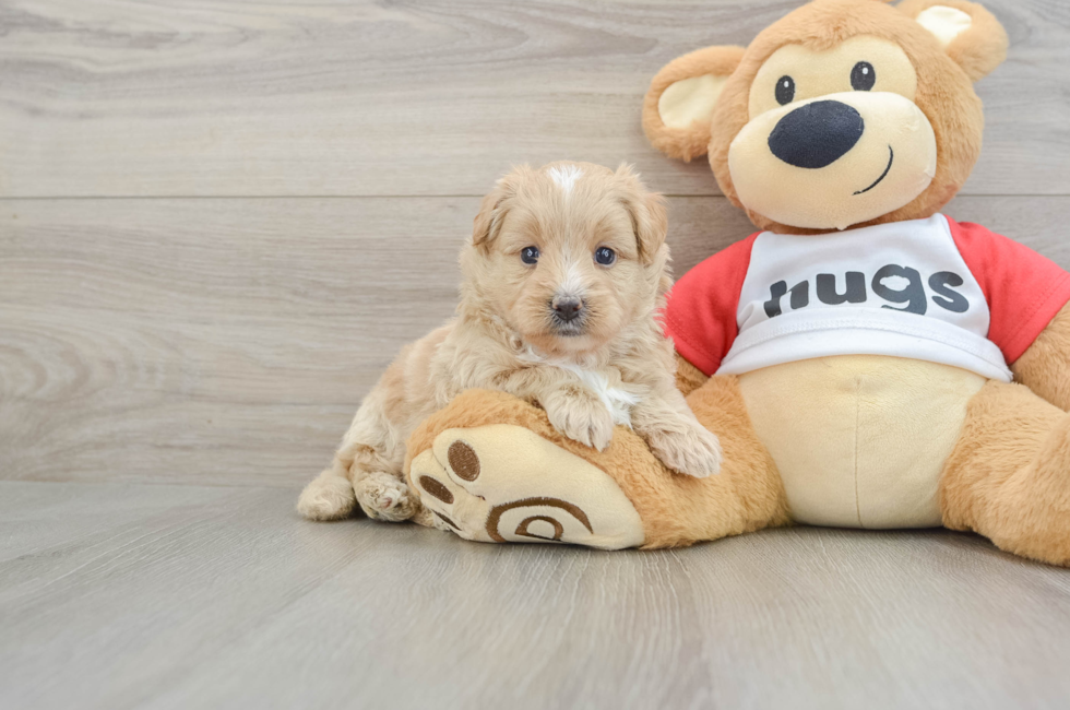 5 week old Mini Pomskydoodle Puppy For Sale - Florida Fur Babies