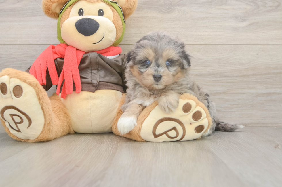 5 week old Mini Pomskydoodle Puppy For Sale - Florida Fur Babies