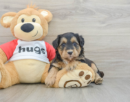 5 week old Mini Pomskydoodle Puppy For Sale - Florida Fur Babies
