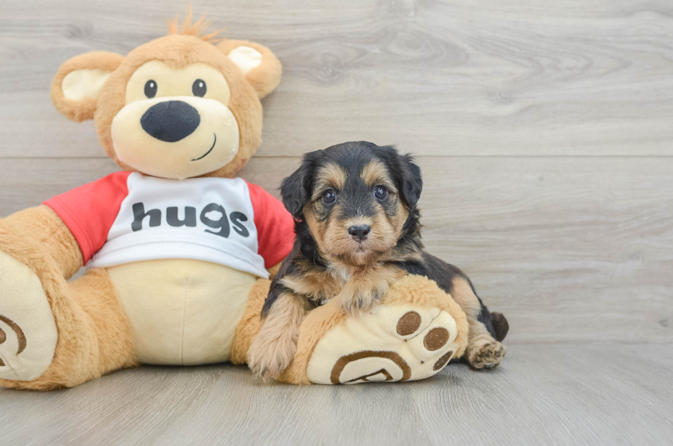 5 week old Mini Pomskydoodle Puppy For Sale - Florida Fur Babies