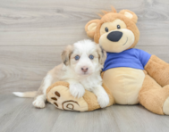 6 week old Mini Pomskydoodle Puppy For Sale - Florida Fur Babies