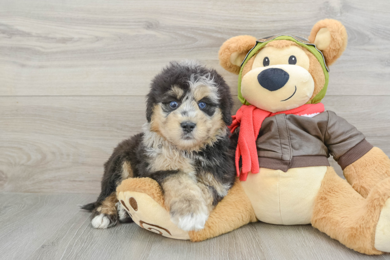 Meet Azure - our Mini Pomskydoodle Puppy Photo 1/4 - Florida Fur Babies