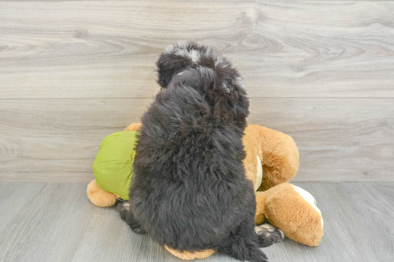 Meet Azure - our Mini Pomskydoodle Puppy Photo 2/4 - Florida Fur Babies