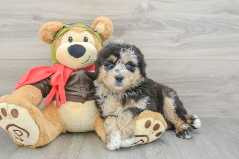 Meet Azure - our Mini Pomskydoodle Puppy Photo 3/4 - Florida Fur Babies