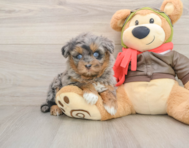 7 week old Mini Pomskydoodle Puppy For Sale - Florida Fur Babies