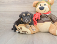8 week old Mini Pomskydoodle Puppy For Sale - Florida Fur Babies