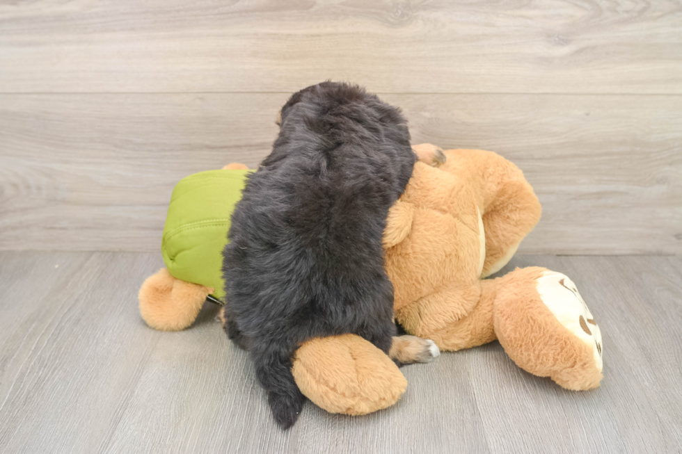 Mini Pomskydoodle Puppy for Adoption