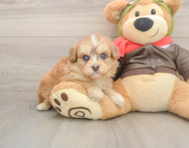 5 week old Mini Pomskydoodle Puppy For Sale - Florida Fur Babies