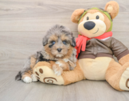 7 week old Mini Pomskydoodle Puppy For Sale - Florida Fur Babies