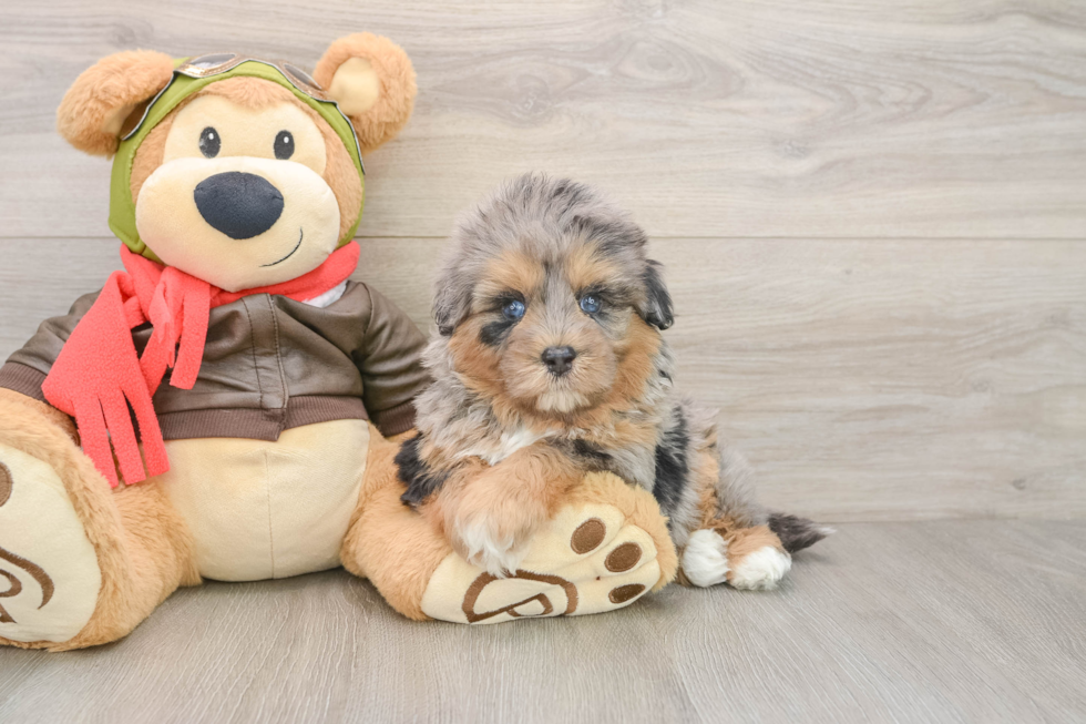 Small Mini Pomskydoodle Baby