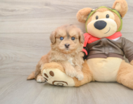 5 week old Mini Pomskydoodle Puppy For Sale - Florida Fur Babies