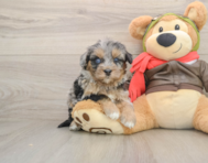 5 week old Mini Pomskydoodle Puppy For Sale - Florida Fur Babies