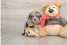 Petite Mini Pomskydoodle Poodle Mix Pup