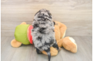Petite Mini Pomskydoodle Poodle Mix Pup