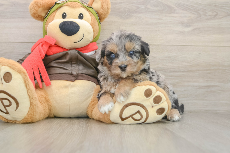 Funny Mini Pomskydoodle Poodle Mix Pup