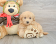 7 week old Mini Pomskydoodle Puppy For Sale - Florida Fur Babies
