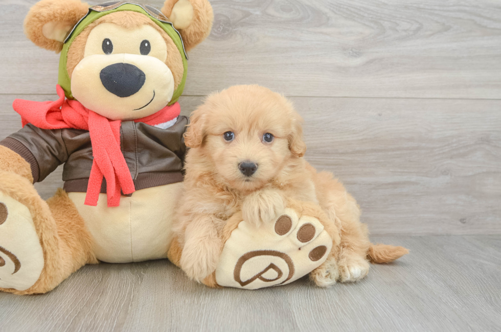 5 week old Mini Pomskydoodle Puppy For Sale - Florida Fur Babies